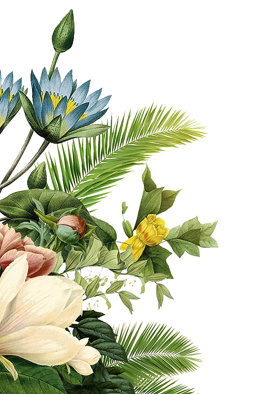 墙绘素材丨花卉绿植插画2